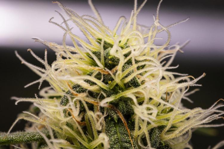 Gaia F1 - Farm #20. Week 6 - Gaia F1 - Day 42.