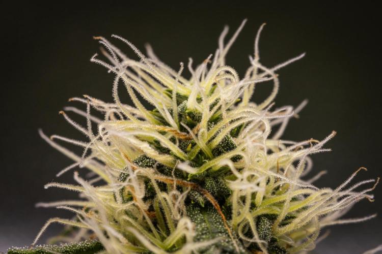 Gaia F1 - Farm #20. Week 6 - Gaia F1 - Day 42.