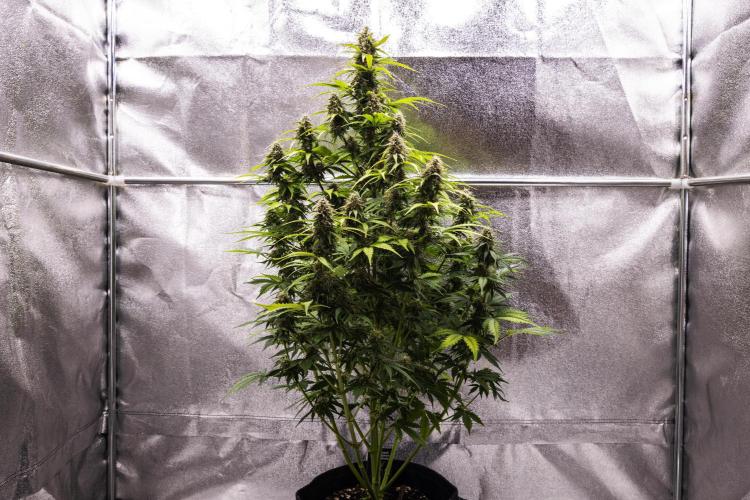 Atlas F1 - Farm #20. Week 7 - Atlas F1 - Day 49.