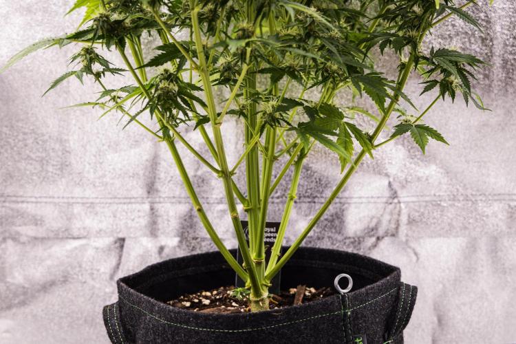 Atlas F1 - Farm #20. Week 7 - Atlas F1 - Day 49.