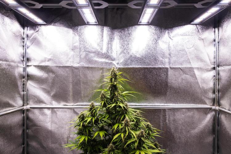 Atlas F1 - Farm #20. Week 7 - Atlas F1 - Day 49.