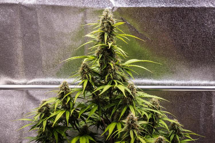 Atlas F1 - Farm #20. Week 7 - Atlas F1 - Day 49.