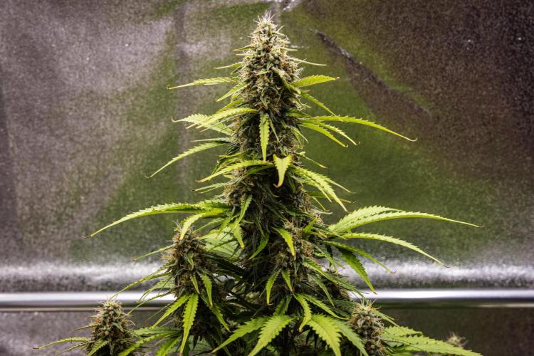 Atlas F1 - Farm #20. Week 7 - Atlas F1 - Day 49.