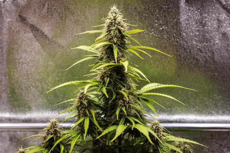 Atlas F1 - Farm #20. Week 7 - Atlas F1 - Day 49.