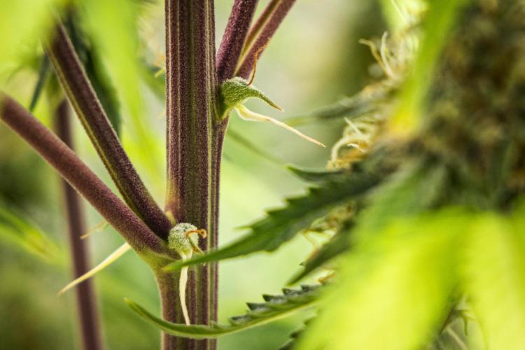 Atlas F1 - Farm #20. Week 7 - Atlas F1 - Day 49.