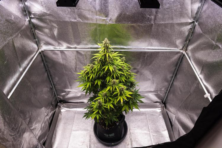 Atlas F1 - Farm #20. Week 7 - Atlas F1 - Day 49.