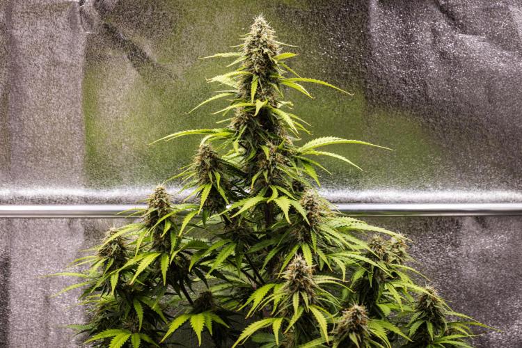 Atlas F1 - Farm #20. Week 7 - Atlas F1 - Day 49.