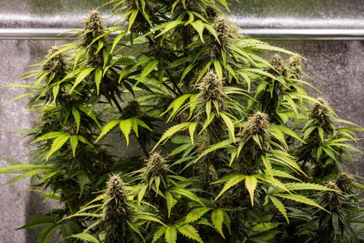 Atlas F1 - Farm #20. Week 7 - Atlas F1 - Day 49.