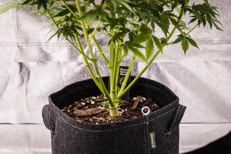 Atlas F1 - Farm #20. Week 7 - Atlas F1 - Day 49.