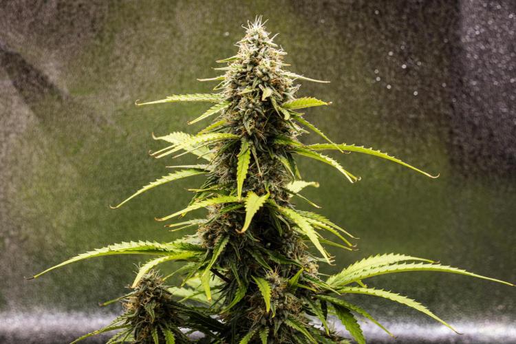 Atlas F1 - Farm #20. Week 7 - Atlas F1 - Day 49.