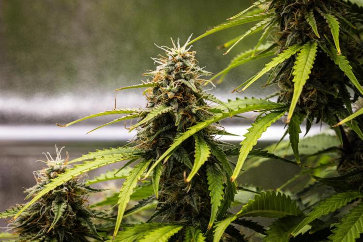 Atlas F1 - Farm #20. Week 7 - Atlas F1 - Day 49.