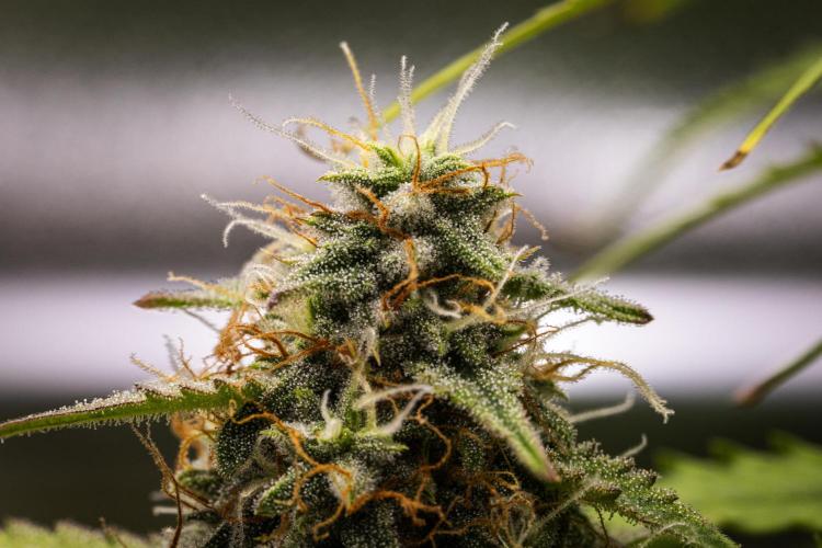 Atlas F1 - Farm #20. Week 7 - Atlas F1 - Day 49.