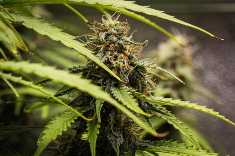 Atlas F1 - Farm #20. Week 7 - Atlas F1 - Day 49.