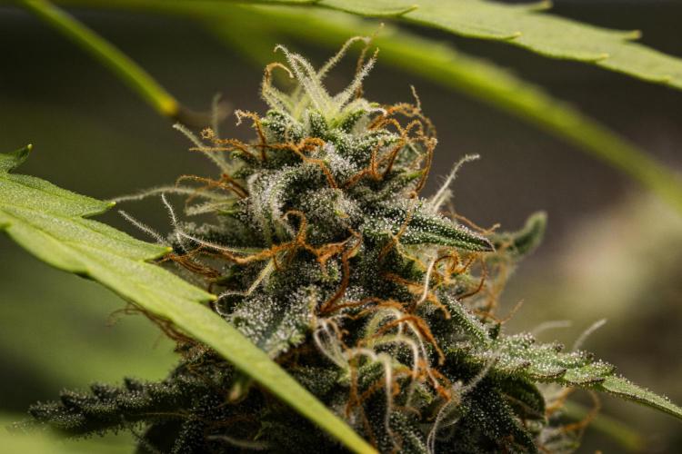 Atlas F1 - Farm #20. Week 7 - Atlas F1 - Day 49.