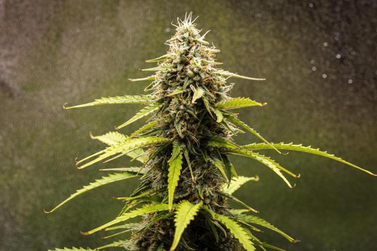 Atlas F1 - Farm #20. Week 7 - Atlas F1 - Day 49.