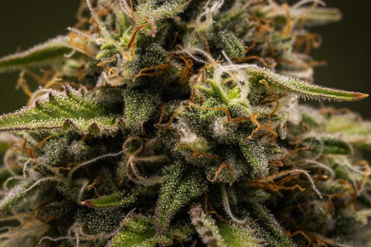 Atlas F1 - Farm #20. Week 7 - Atlas F1 - Day 49.