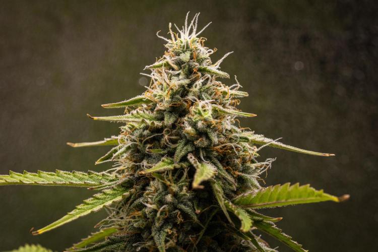 Atlas F1 - Farm #20. Week 7 - Atlas F1 - Day 49.