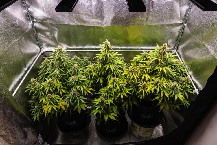 Gaia F1 - Farm #20. Week 7 - Butterflies Little Farm - Week 7.