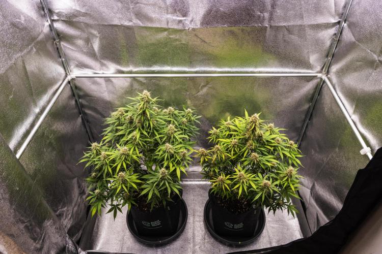 Gaia F1 - Farm #20. Week 7 - Gaia F1 - Week 7.