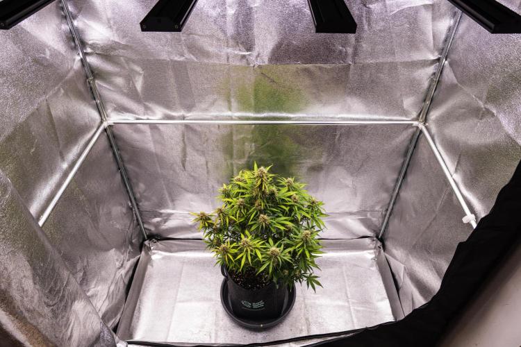 Gaia F1 - Farm #20. Week 7 - Gaia F1 - Day 49.