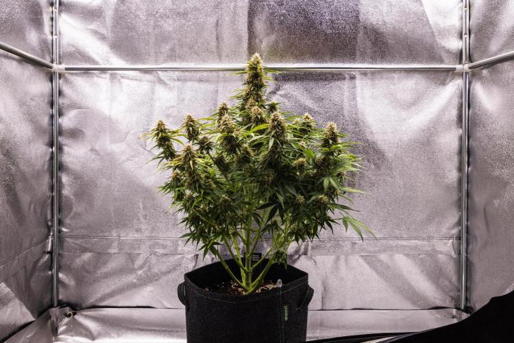 Gaia F1 - Farm #20. Week 7 - Gaia F1 - Day 49.