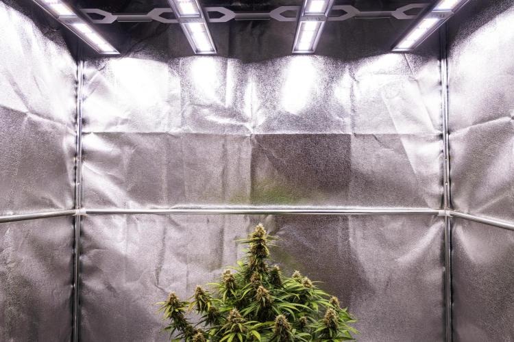 Gaia F1 - Farm #20. Week 7 - Gaia F1 - Day 49.