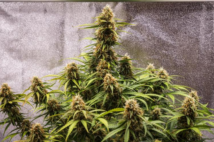 Gaia F1 - Farm #20. Week 7 - Gaia F1 - Day 49.