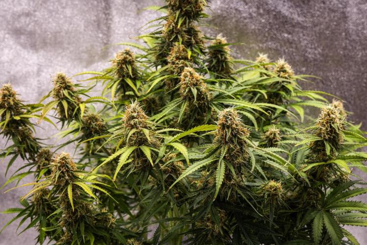 Gaia F1 - Farm #20. Week 7 - Gaia F1 - Day 49.