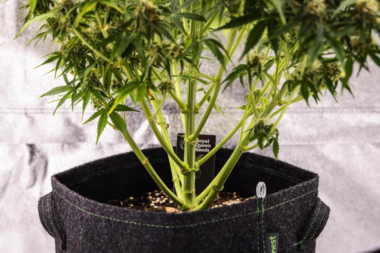 Gaia F1 - Farm #20. Week 7 - Gaia F1 - Day 49.