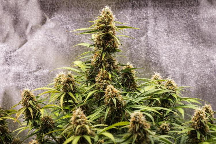 Gaia F1 - Farm #20. Week 7 - Gaia F1 - Day 49.