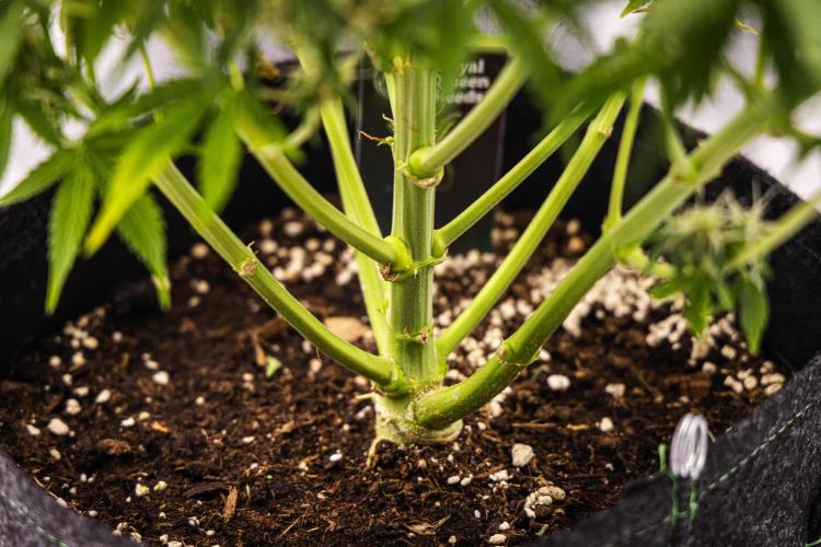 Gaia F1 - Farm #20. Week 7 - Gaia F1 - Day 49.