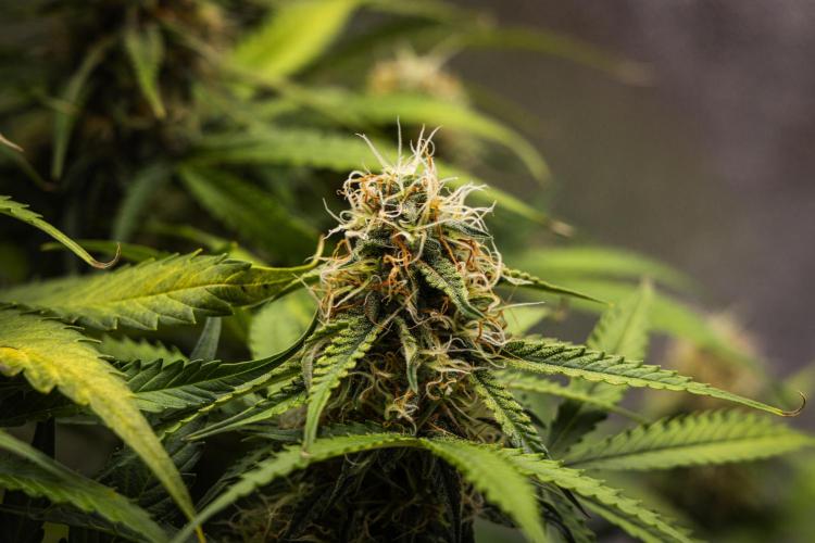 Gaia F1 - Farm #20. Week 7 - Gaia F1 - Day 49.