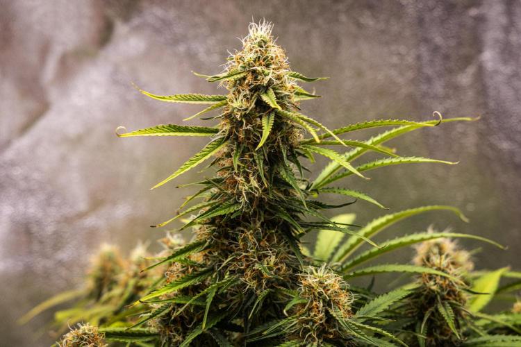 Gaia F1 - Farm #20. Week 7 - Gaia F1 - Day 49.