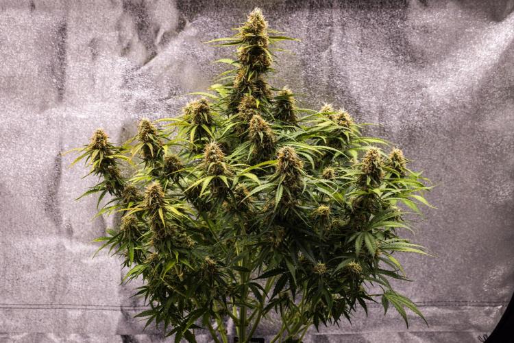 Gaia F1 - Farm #20. Week 7 - Gaia F1 - Day 49.