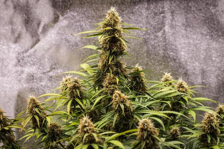 Gaia F1 - Farm #20. Week 7 - Gaia F1 - Day 49.