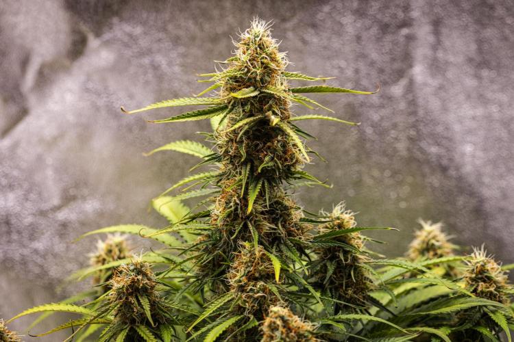 Gaia F1 - Farm #20. Week 7 - Gaia F1 - Day 49.