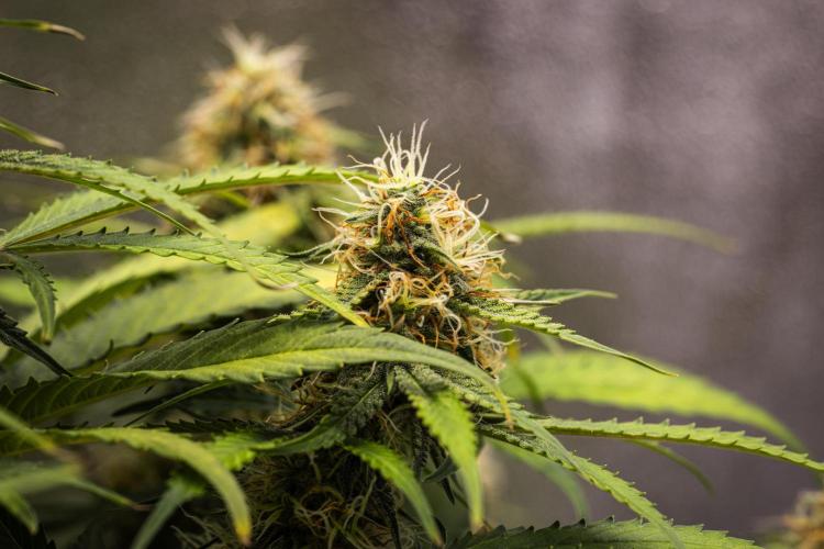 Gaia F1 - Farm #20. Week 7 - Gaia F1 - Day 49.