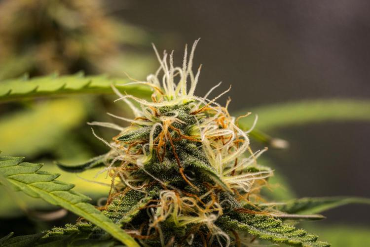 Gaia F1 - Farm #20. Week 7 - Gaia F1 - Day 49.