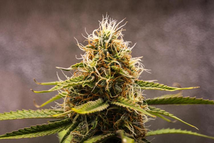 Gaia F1 - Farm #20. Week 7 - Gaia F1 - Day 49.