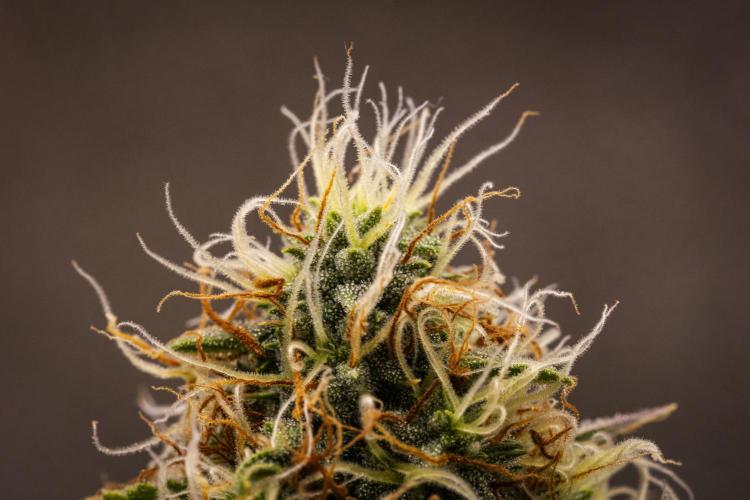 Gaia F1 - Farm #20. Week 7 - Gaia F1 - Day 49.