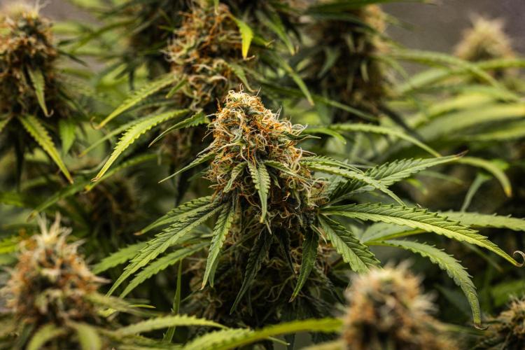 Gaia F1 - Farm #20. Week 7 - Gaia F1 - Day 49.