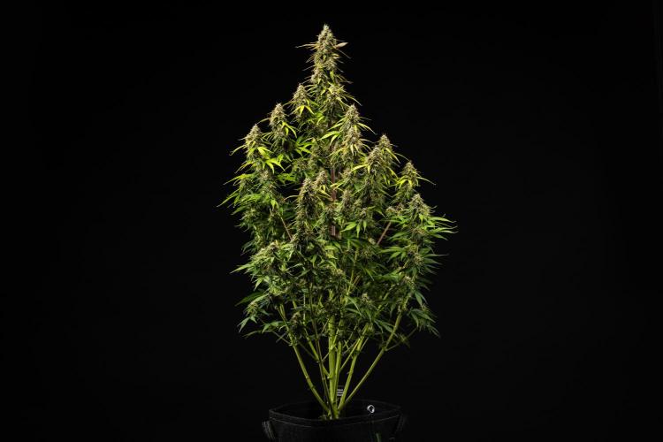 Atlas F1 - Farm #20. Week 8 - Atlas F1 - Day 56.