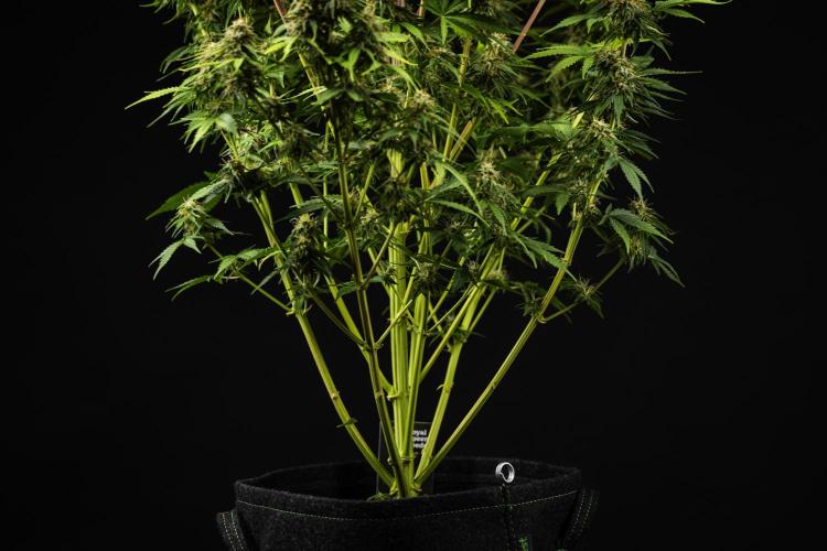 Atlas F1 - Farm #20. Week 8 - Atlas F1 - Day 56.