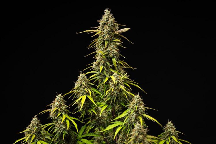 Atlas F1 - Farm #20. Week 8 - Atlas F1 - Day 56.