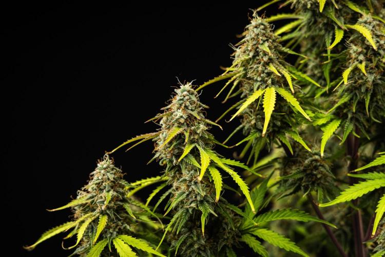 Atlas F1 - Farm #20. Week 8 - Atlas F1 - Day 56.