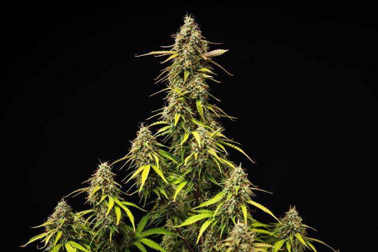 Atlas F1 - Farm #20. Week 8 - Atlas F1 - Day 56.