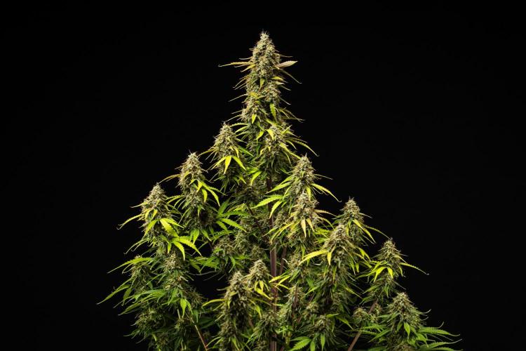 Atlas F1 - Farm #20. Week 8 - Atlas F1 - Day 56.