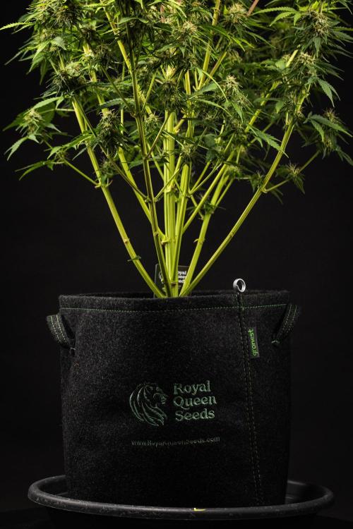 Atlas F1 - Farm #20. Week 8 - Atlas F1 - Day 56.