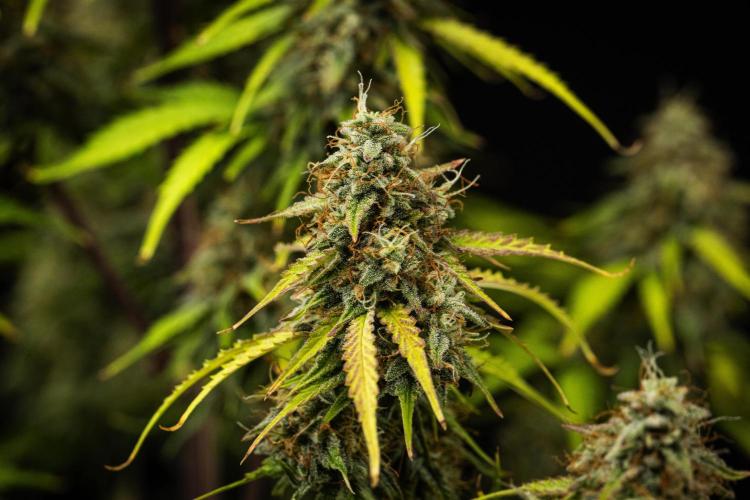 Atlas F1 - Farm #20. Week 8 - Atlas F1 - Day 56.