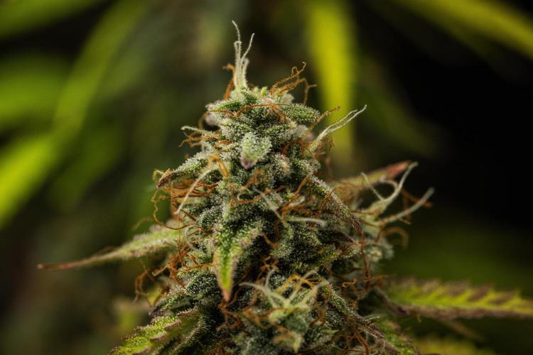 Atlas F1 - Farm #20. Week 8 - Atlas F1 - Day 56.